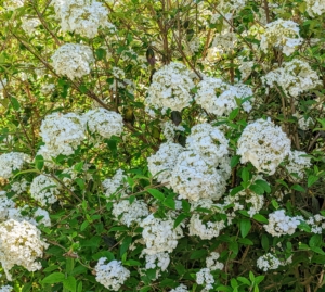 The shrub is full of these beautiful white snowballs. Chinese snowballs grow up to 12 to 20 feet tall with a dense, rounded form.