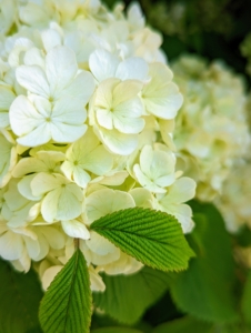Here is the Japanese snowball, Viburnum plicatum. This shrub grows eight to 15 feet tall and wide. It has showy, two to three-inch snowball-like clusters of white sterile flowers which also start blooming in April.