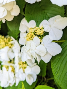 Viburnum flowers are produced in corymbs that are about five to 15 centimeters across, each with five petals.