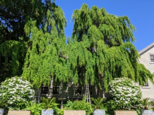 This is the white garden outside my Winter House. In the back are two grand weeping katsura trees. Cercidiphyllum japonicum f. pendulum has pendulous branches that fan out from the crown and sweep down to the ground. In the lower corners are the topiary viburnum - I love these trees with their gorgeous white blooms.