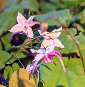 These are the delicate flowers of Epimedium 'Raspberry Rhapsody'. I have many Epimediums in my gardens. This one has mauve-rose spurs and pale pink sepals. Its leaves emerge in shades of mahogany-red before turning green in summer.