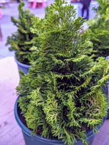 Chamaecyparis obtusa 'Marian' is a dwarf variety of Hinoki cypress with a slow-growth rate and an irregular and interesting shape. Branches have fan-twisted shoots and bright-green colored scales in autumn and gold-yellow in winter.