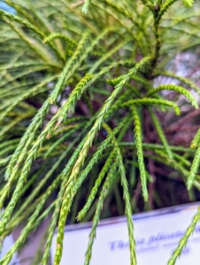 This foliage is from a Thuja plicata 'Whipcord' - a dense, multi-stemmed evergreen shrub with finely textured, green foliage, and gracefully arching branches.
