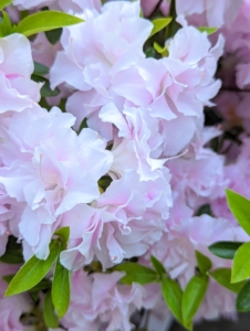 These beautiful blooms are from Rhododendron 'Mrs. Nancy Dimple' - with its large, showy trusses of rose-pink double flowers. It grows to about four to five feet tall and wide.
