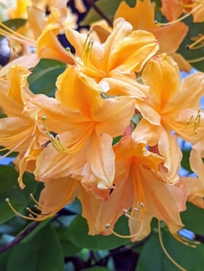 And this is Rhododendron x calendulaceum 'Tangerine Delight' - full of large showy clusters of fragrant orange and peach colored flowers.