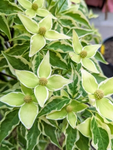 This is Cornus kousa 'Wolf Eyes' - a kousa dogwood. It features dramatic foliage with distinct ivory margins. The creamy white flowers are followed by bright red fruits in late summer and then displays leaves in shades of pink and red in autumn.