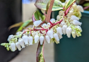 Leucothoe fontanesiana 'Silver Run' has white sprays of tiny bell-shaped flowers that bloom in spring.