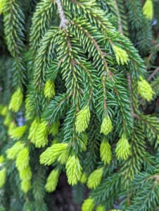 This is Picea orienetalis 'Aurea' - a moderately fast growing, broadly conical, upright selection of Caucasian spruce. It creates an impressive spring show of creamy yellow new growth that darkens to darker green over the course of the season. I loved it.