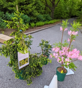 In the end, I purchased several plants including the Picea orientalis 'Aurea', Rhododedron 'Catawbiense Album', and Rhododendron prinophyllum 'Marie Hoffman'. I can't wait to see these flourish at my farm.