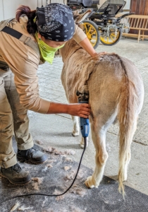 Dolma works on "TJ" – clipping his back and sides.