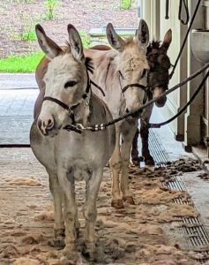 I think the donkeys are hoping they get some good treats after they are clipped. If clipping an equine for the first time, be sure to familiarize them with the sounds and feel of the clippers before doing any actual grooming. It is always important to carefully introduce new things and activities to them.
