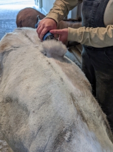 Here, one can see the clippers smoothly removing a section of fur.