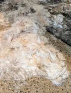 And look at all the fur that came off. And there is still more to cut.