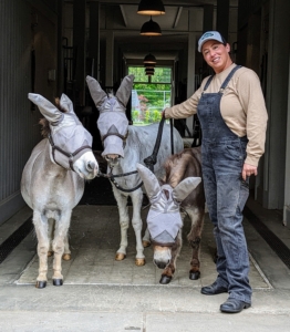 And here they are all finished. All the donkeys wear fly masks to protect their faces from the biting insects. They don't mind them at all. These three look much cooler and much happier already!
