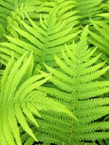The ferns are also showing off wonderful green color. A fern is a member of a group of roughly 12-thousand species of vascular plants that reproduce via spores. These are ostrich ferns.