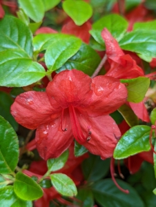 And within the last few weeks, all the azaleas have erupted with gorgeous color. Mulch protects Azalea roots and helps keep the soil consistently moist and well-drained.