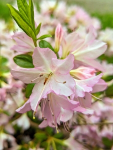 Here is a beautiful light pink to white azalea. I wanted to keep similar colors together. Azaleas prefer morning sun and afternoon shade, or filtered light. Hot all-day sun can stress the plants and make them more susceptible to pests.