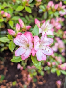 The best time to shop for azaleas is when they are in bloom so you can see their flower colors and forms.