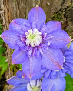 And look at this pretty clematis - one of the first of the season. Clematis are among the most decorative and spectacular of all the flowering vines. Clematis is a genus of about 300-species within the buttercup family Ranunculaceae. The name Clematis comes from the Greek word “klematis,” meaning vine. Clematis are native to China and Japan and are known to be vigorous, woody, climbers.