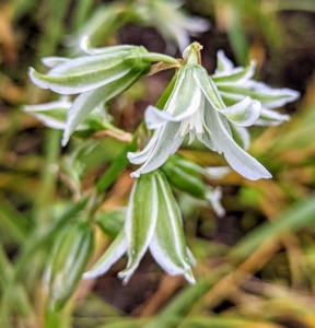 This is a white and green variety of Ornithogalum. It has multiple green-gray flowers per stem, each etched with soft white on the outer petals.