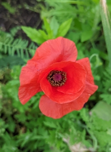 And here's one of the first poppies of the season. The colorful tissue paper-like flowers look stunning both in the garden and in the vase. Poppies are flowering plants in the subfamily Papaveroideae of the family Papaveraceae. They produce open single flowers gracefully located on long thin stems, sometimes fluffy with many petals and sometimes smooth.