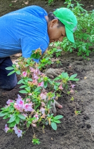 Phurba ensures the best side of the plant is facing the road and then backfills the hole. Azaleas have short root systems, so they can easily be transplanted in spring or early fall.