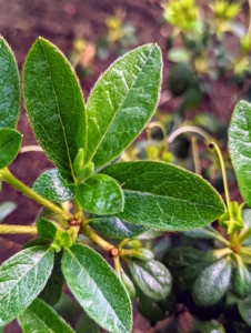The length of azalea leaves ranges from as little as a quarter-inch to more than six inches. Leaves of most azaleas are solid green with a roughly long football-shape.
