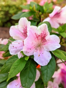 Some of the plants are blooming so beautifully. Azaleas are native to several continents including Asia, Europe, and North America. These plants can live for many years, and they continue to grow their entire lives.