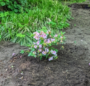 Here it one all planted – and it has a lot of room to grow and spread. Some azaleas, including native types, can reach towering heights of 20 feet or more. Dwarf azaleas grow two to three feet tall, and many garden azaleas stay four to six feet in height with as wide a spread.