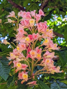 The blossoms appear on erect, eight-inch-long panicles at each branch tip – they’re very attractive and very accessible to bees and hummingbirds.
