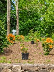 We placed them strategically along the carriage road – keeping like colors together and always keeping the plant’s mature size in mind. Azaleas prefer morning sun and afternoon shade, or filtered light. Hot all-day sun can stress the plants and make them more susceptible to pests.