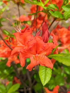 Azalea flowers can be single, hose-in-hose, double or double hose-in-hose, depending on the number of petals. The tube-shaped base of the flower contains a stamen that protrudes from the center. The leaves are often evergreen with wooly undersides.