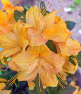 Azalea petal shapes vary greatly. They range from narrow to triangular to overlapping rounded petals. They can also be flat, wavy or ruffled. Many azaleas have two to three inch flowers and range in a variety of colors from pink to white to purple, red, orange and yellow.
