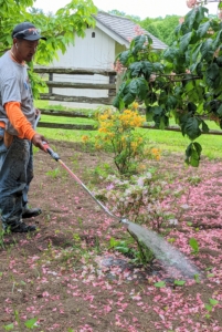 Lastly, Pasang walks to every azalea and gives it a good thorough drink. Whenever watering, be sure to focus on the root zone – it’s the roots that need access to water, not the leaves.