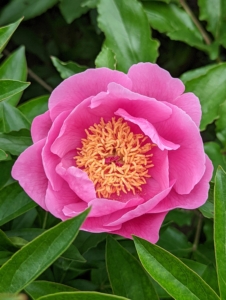 Nearby, the herbaceous peonies are opening with such vigor. Herbaceous peonies die back to the ground in the autumn and emerge again in the spring. These flowers are all erupting with color. I will post images when all are opened – they’re so stunning.