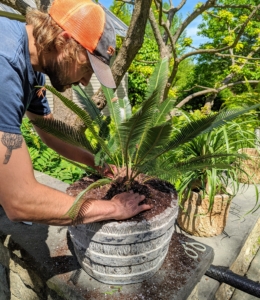 Brian top dresses the urn with more potting mix. The sword fern plant prefers light to deep shade, but will do well in full sun if watered regularly in summer.