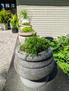 It's so nice to see these pots filled with lush green plants. Spike moss foliage is a vibrant green color. It loves high humidity and indirect light - this will be a perfect summer spot for them.