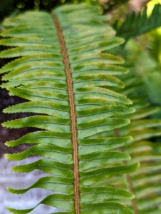 Native to North America, the Western sword fern gets its name from its elongated blade-like fronds. The robust, handsome leaves can grow several feet long and have as many as a hundred leaves. In fact, long ago on the California coast, Native American Miwoks used the long, sturdy fronds to thatch structures. I have lots of ferns here at the farm – in my gardens and in pots.