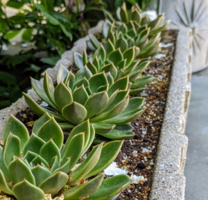 Succulents have relatively shallow root systems so they don’t need a lot of soil.
