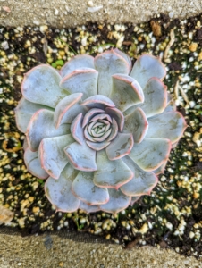 Echeverias are some of the most attractive of all succulents and they are highly valued by plant enthusiasts for their gorgeous colors and beautiful shapes. The leaves are also fleshy and have a waxy cuticle on the exterior. The echeveria plant is slow growing and usually doesn’t exceed 12 inches in height or spread.