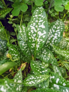 This is Pulmonaria, or lungwort – a beautiful, versatile, hardy plant. Lungworts are evergreen or herbaceous perennials that form clumps or rosettes. They are covered in hairs of varied length and stiffness. The spotted oval leaves were thought to symbolize diseased, ulcerated lungs, and so were once used to treat pulmonary infections.