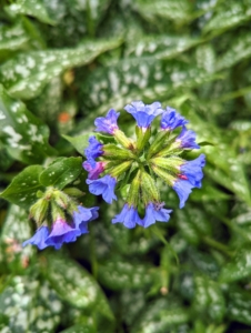 The lungwort flower appears in early spring and can be blue, pink, or white, and is frequently two or more colors on a single plant. Often the flowers on a lungwort will start out one color before eventually fading into another color as the flower ages.