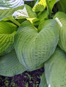 The hostas are so lush with their varying leaf shape, size, and textures. Hostas have easy care requirements which make them ideal for many areas. I have them all around the farm. Hosta is a genus of plants commonly known as hostas, plantain lilies and occasionally by the Japanese name, giboshi. They are native to northeast Asia and include hundreds of different cultivars.