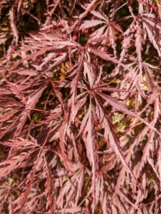 Red-leafed cultivars are the most popular of the Japanese maples. Japanese maple leaves range from about an inch-and-a-half to four-inches long and wide with five, seven, or nine acutely pointed lobes.