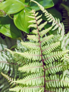 Japanese painted ferns are beautiful mounds of dramatic foliage with luminescent blue-green fronds and dark central ribs that fade to silver at the edges.