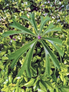 This is Syneilesis – a tough, drought-tolerant, easy-to-grow woodland garden perennial that prefers moist, well-drained, slightly acid soils. If in the proper environment, syneilesis will slowly spread to form an attractive colony.