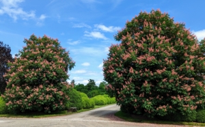 I’ve planted several American horse-chestnut trees around the farm. These two are at one end of my Boxwood Allee. Aesculus hippocastnum is a large deciduous tree commonly known as the horse-chestnut or conker tree. It’s easy to spot by its showy bright pink flowers.