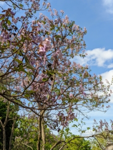 On the other side of the stable above my azalea grove are several paulownia trees, which are broadleaf and deciduous. The flowers are pale violet and grow in 20 to 30 centimeter long panicles. The scent is a lovely vanilla fragrance.