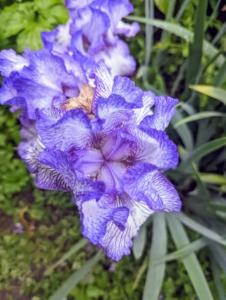 Beautiful irises are popping up everywhere. Iris is a genus of 260 to 300 species of flowering plants with showy flowers. It takes its name from the Greek word for a rainbow, which is also the name for the Greek goddess of the rainbow, Iris.
