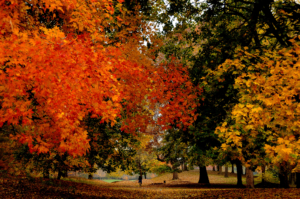 This autumn photo is from Prospect Park in nearby Brooklyn, New York. Frederick was very adamant in his belief that a great park should be tranquil - a place where visitors could recuperate from the busy pace of city life. Frederick and Calvert Vaux began working on Prospect Park in 1866. It included plans for the Long Meadow, a heavily wooded area they called the Ravine and a 60-acre Lake. (Photo by Elizabeth Keegin Colley)